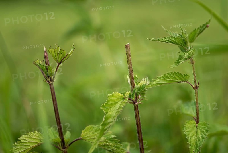 Bavaria, stinging nettle, Upper Palatinate, Tirschenreuth, Waldnaab, Waldnaabaue, wild willows Waldnaabaue, extensive grazing, eating marks, bite