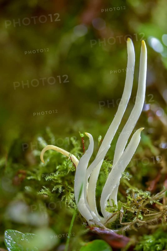 Clavaria fragilis, Clavaria vermicularis, fairy fingers, white spindle, white worm coral, meadow leg, worm-shaped tuft leg, worm-shaped club, worm-shaped meadowleg, fairy fingers, fungi, fungus, high size, vertical format, mushrooms, white spindles, white worm coral
