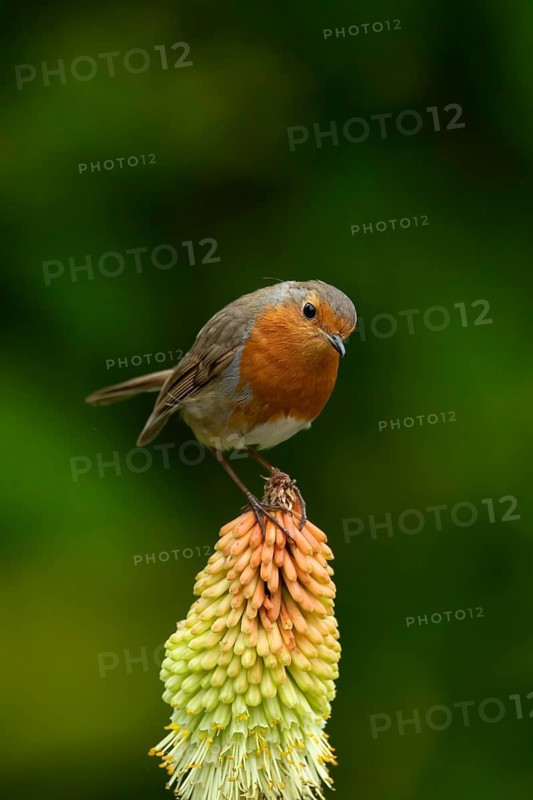 European robin (Erithacus rubecula) adult garden bird on a red hot poker flower in summer, England, United Kingdom