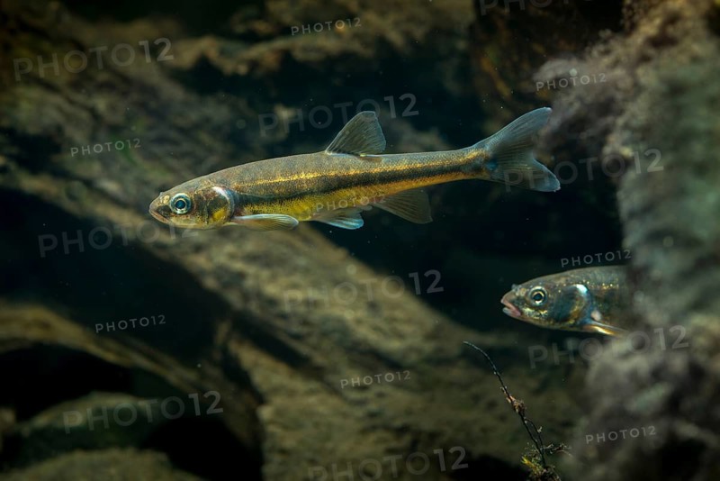 Bitterfish, minnow, Eurasian minnow, minnow, prille, phoxinus phoxinus, common minnow, fish, fishes, rivers, pisces