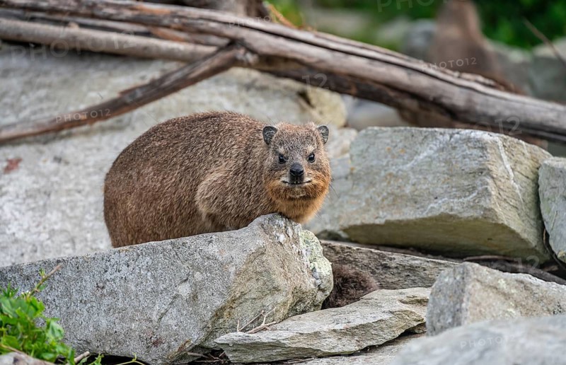 Steppe forest tree hog or southern tree hog (Dendrohyrax arboreus), South Africa