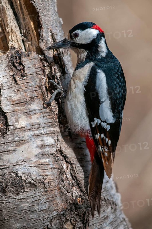 Great Spotted Woodpecker, Great Spotted Woodpecker, Birds, High Size, Portrait, Male, Piciform, Woodpecker