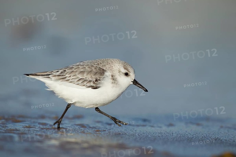 Sanderling (Calidris alba) adult wading bird in winter plumage running on a beach, Norfolk, England, United Kingdom