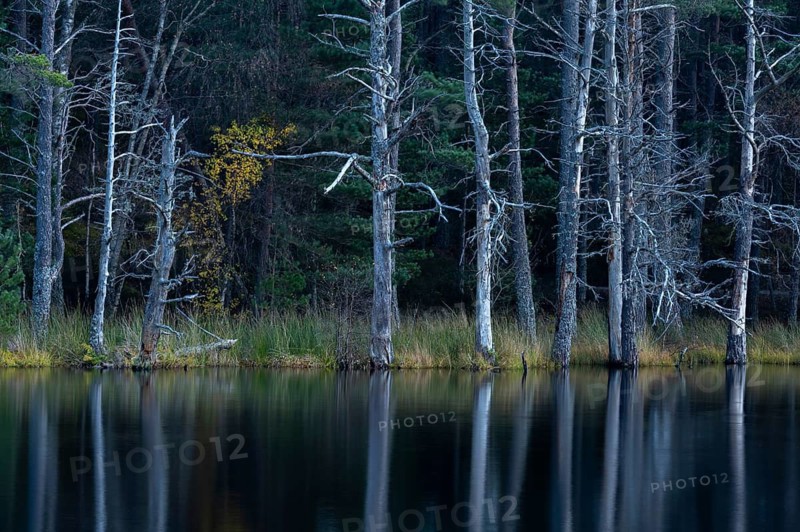 Pine trees on the edge of a lake in Scotland, Aviemore, Scotland, Great Britain