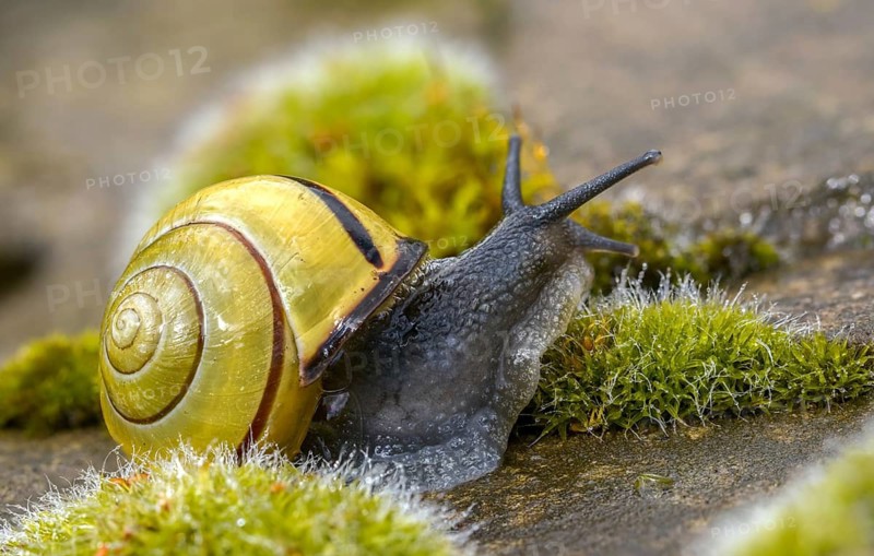 Banded snails, cepaea, cepaea nemoralis, grove snail, hornsnail, helicidae, snails, black-mouthed banded snail, gastropods, mollusca, snails, snails, molluscs
