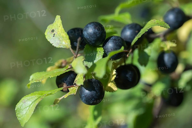 German acacia, hedthorn, Prunus spinosa, rosaceae, rose family, sour plum, sloe, blackthorn, blackthorn, flora, plants, plants, sloe