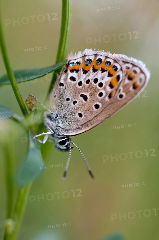 Argus blue, plebeius argus, silver-studded blue, butterfly, high size, portrait format, insects, butterfly, butterfly, butterfly