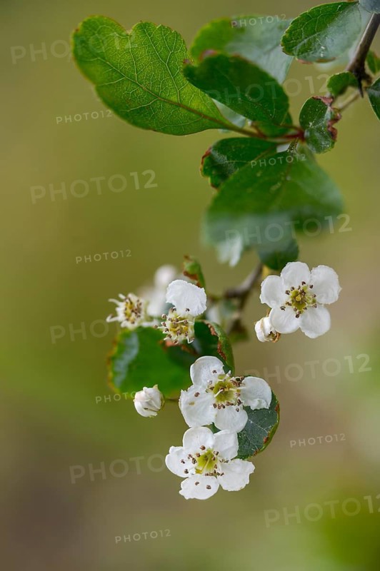Crataegus laevigata, midland hawthorn, rosaceae, rose family, hawthorn, two-handled hawthorn, flora, high size, vertical format, plants, plants