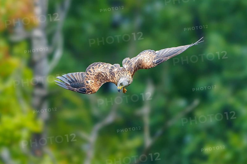 Red Kite (Milvus milvus), wildlife, Germany, bird of prey flying with outstretched wings in a wooded area