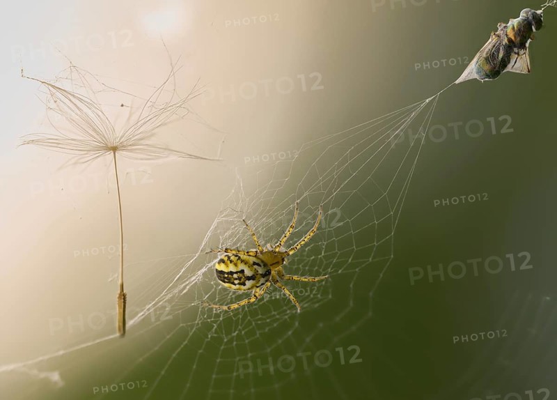 Arachnida, Cricket Bat Orb Weaver, Lined Orb Weaver, Mangora Acalypha, Spider, Spider