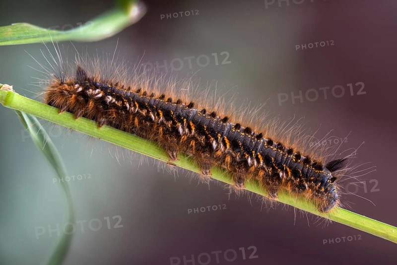 Euthrix potatoria, hen, grass hen, lasiocampidae, drinker, mealyworm, butterfly, drinker, inchworm, insects, moths, moths, moth, caterpillar, butterfly