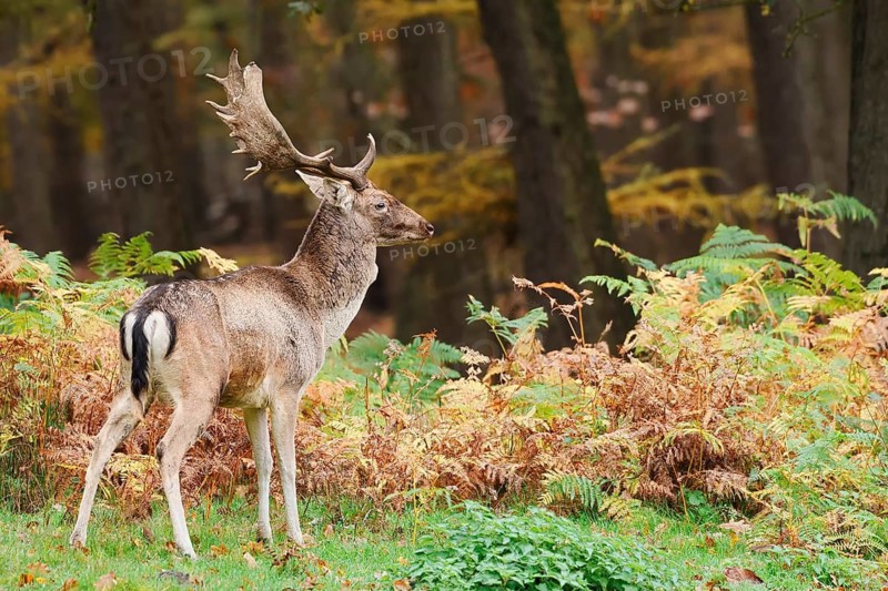 Fallow deer (Dama dama), fallow deer in autumn, North Rhine-Westphalia, Germany