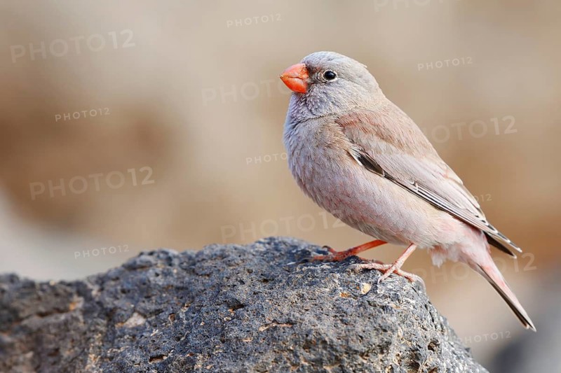 Desert bullfinch (Bucanetes githagineus), male sitting on a stone, Fuerteventura, Canary Islands, Spain