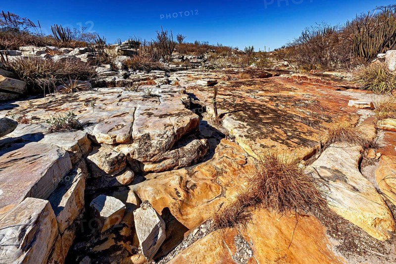 Rocky, low-vegetation desert with flat weathering and clear skies, the thornshrub savanna in the Caatinga countryside in the federal states of Pernambuco and Bahia in Brazil