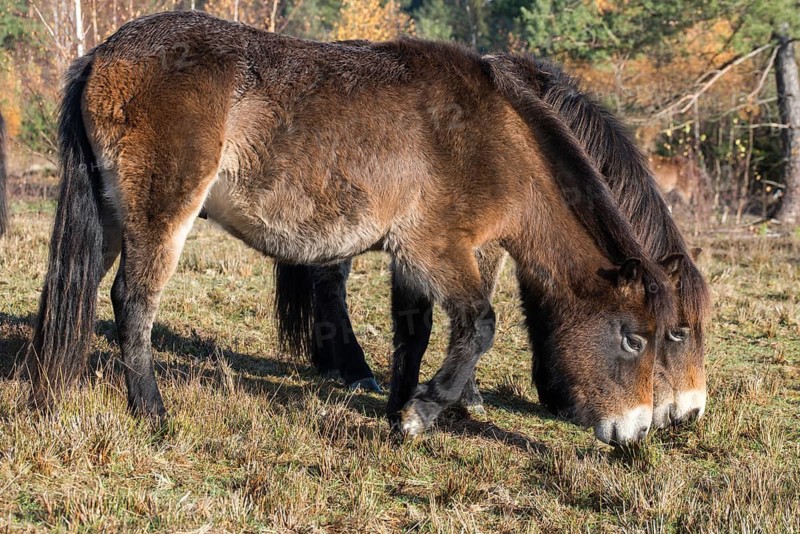 Equus ferus caballus, exmoor pony, Germany, Greiz, horse, odd-toed ungulates, perissodactyla, Pöllwitzer Wald, Thuringia, grazing, domesticated animals, extensive grazing, pet, heather care, horses, house pet, mammals, horses, pony, mammals, unpaired ungulates