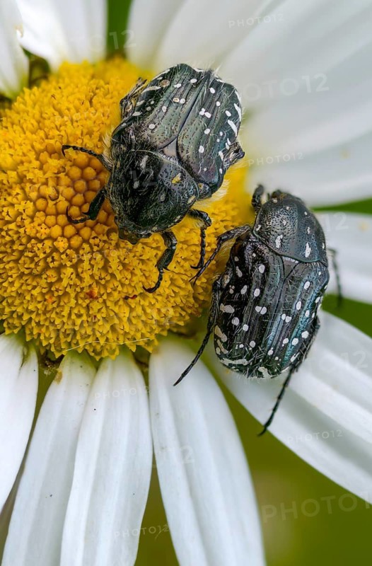 Bronze-green rose beetle, marbled rose chafer, marbled golden beetle, marbled rose beetle, protäa lugubris, rose beetle, beetle, high size, vertical format, insects, beetles