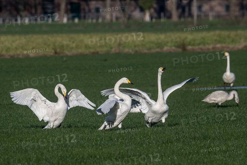 Whooper swans (Cygnus cygnus), Emsland, Lower Saxony, Germany