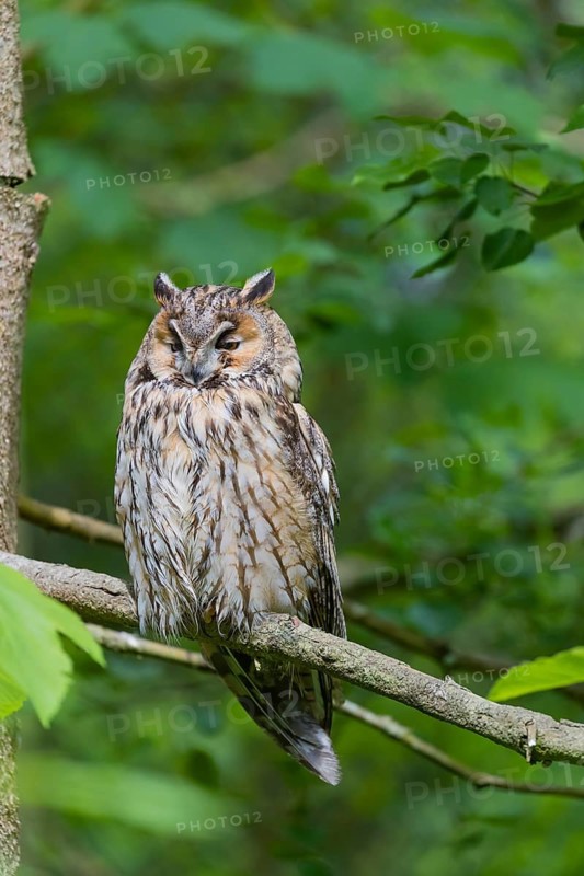 One long-eared owl (Asio otus), sitting on a branch of a tree, between green leaves
