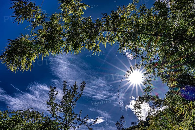 A view looking up into the canopy of a mountain bamboo (Fargesia) against a brilliant blue sky, with a sun depicted as a star shining brightly, the Andes, Peru, South America