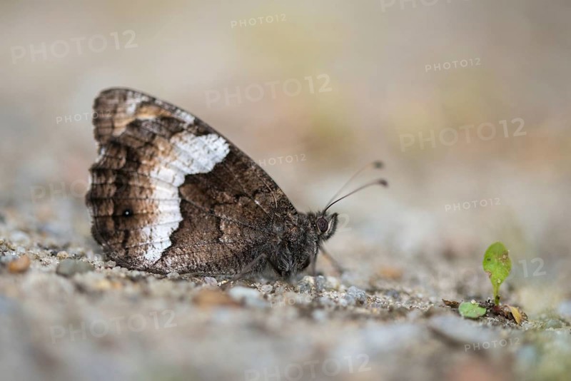 Hipparchia alcyone, Hipparchia hermione, rock grayling, butterfly, insects, butterfly, butterflies