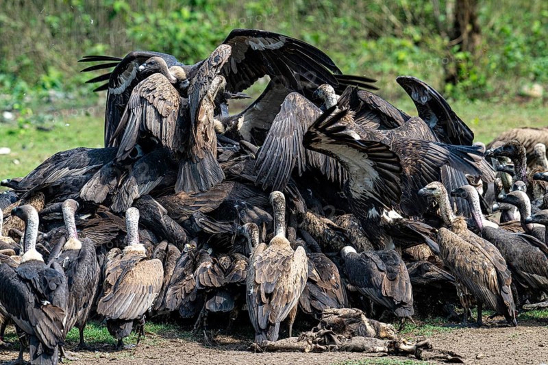 Vultures, Bengal vulture, white-rumped vulture (Gyps bengalensis), Chitwan National Park, jungle, Nepal