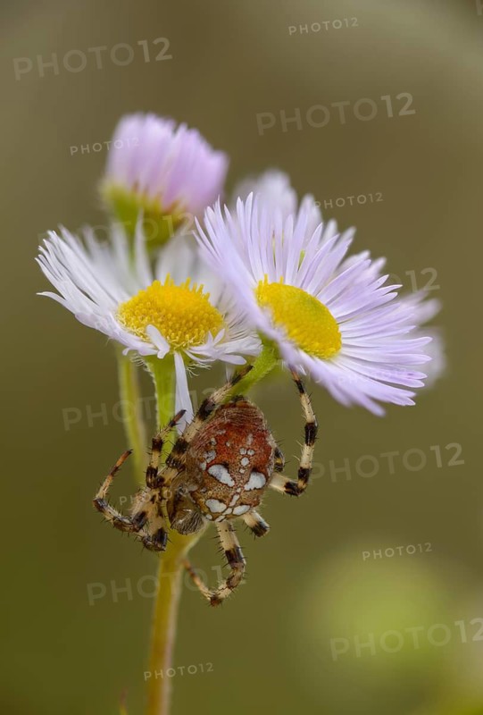 Araneus quadratus, Araneus reaumuri, four-spot orb-weaver, cross spider, four-spotted spider, four-spotted spider, high size, portrait format, spider, spiders
