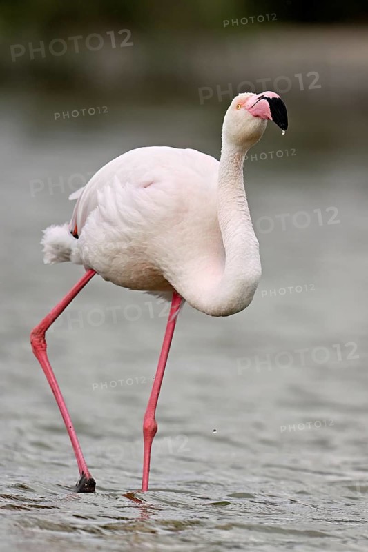 A greater flamingo (Phoenicopterus roseus) wading in a pond, Camargue Regional Nature Park, southern France