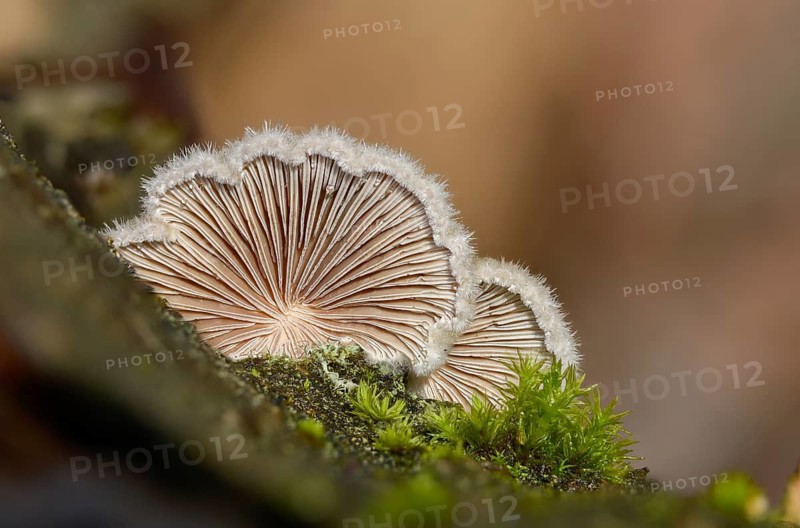 Common porecrust, common cleft leaflet, schizophyllum commune, split gill, fungi, fungus, mushrooms