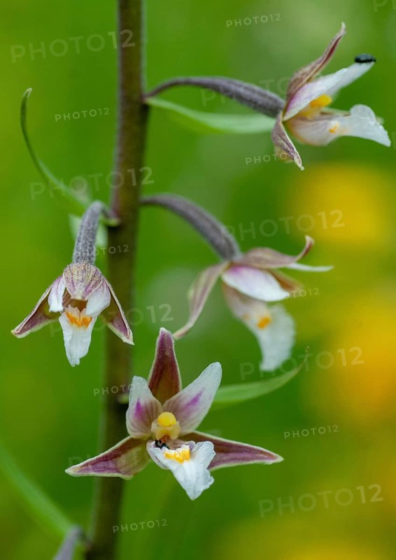 Common marsh root, epipactis palustris, orchidaceae, orchids, orchid family, swamp sitter, marsh kelwort, white marsh root, flora, high size, portrait, marsh helleborine, plants, plants