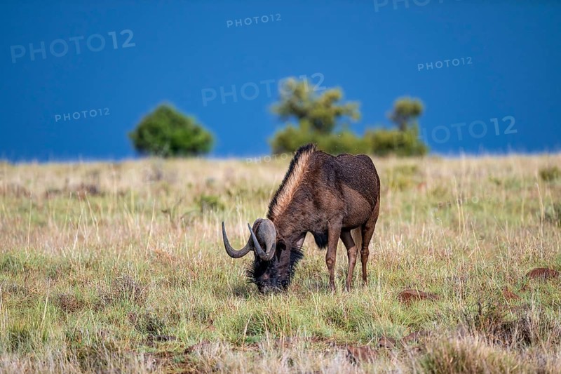 White-tailed wildebeest (Connochaetes gnou), adult, Mountain Zebra National Park, Eastern Cape, South Africa