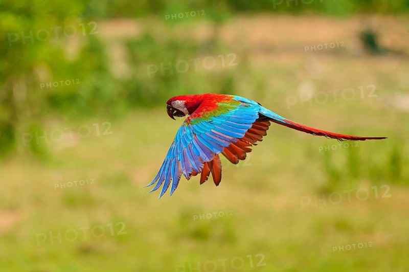 A colourful parrot hovers with outstretched wings above a green expanse: the green-winged macaw, or dark-red macaw (Ara chloroptera), Pantanal, Mato Grosso, Brazil