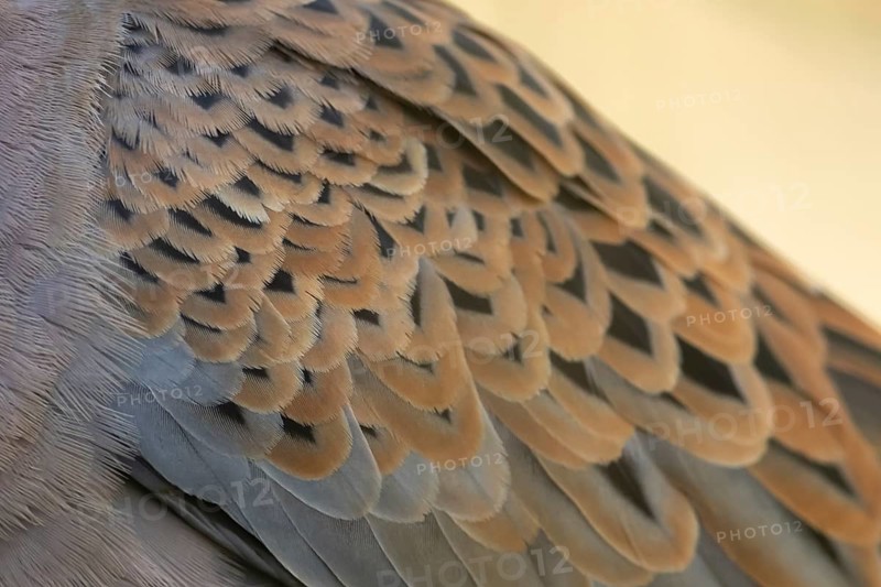 European turtle dove (Streptopelia turtur) adult bird close up of its wing feathers, England, United Kingdom