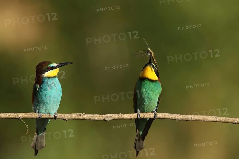 A bird displays its prey in its beak, whilst another sits beside it: a bee-eater (Merops apiaster) with a dragonfly in its beak, Palatinate, Germany