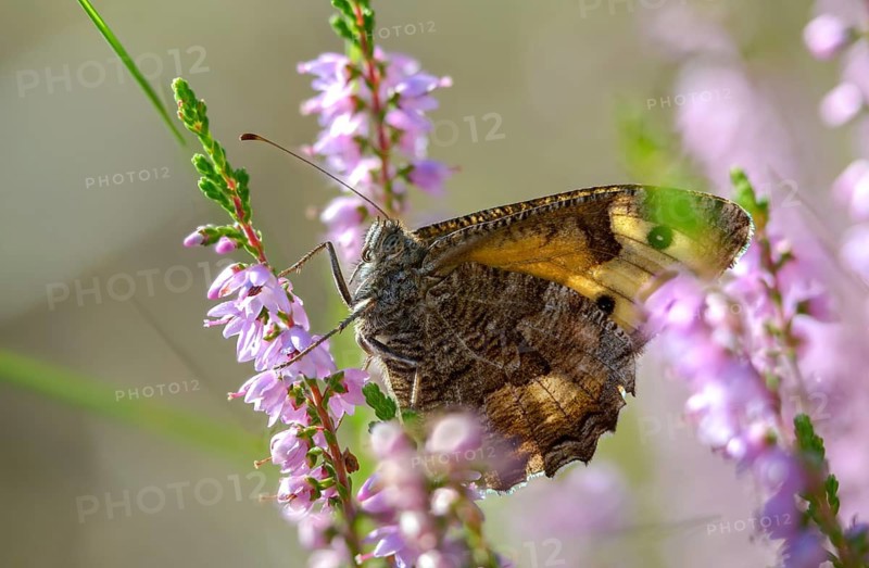 Brandenburg, Germany, heather, Hipparchia Semele, Nabu, Nabu project, national natural heritage, natural paradise Grünhaus, ochre velvet butterfly, rock grayling, rust bandage, post-mining landscape, butterfly, grayling, green house, insects, butterflies, butterflies, butterflies