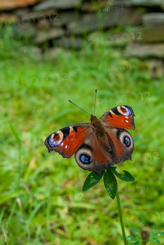 Aglais io, Inachis io, Nymphalis io, peacock, peacock, butterfly, high size, portrait format, insects, butterfly, butterflies, butterflies