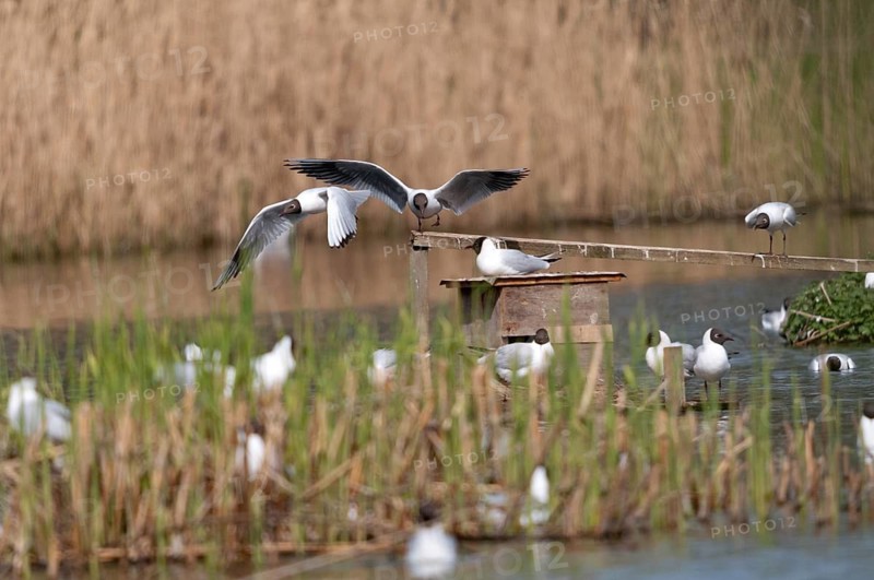 Black-headed gull, Chroicocephalus ridibundus, black-headed gull, Larus ridibundus, birds, charadriiformes, gulls, colony, limicols, seagulls, birds