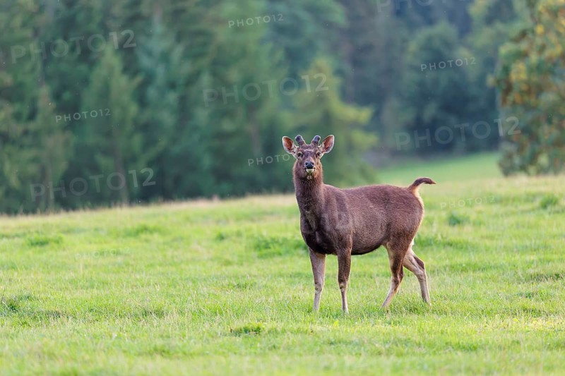A sambar stag (Rusa unicolor) with growing antlers in velvet stands in a green meadow on an overcast day. Indian subcontinent, South China and Southeast Asia