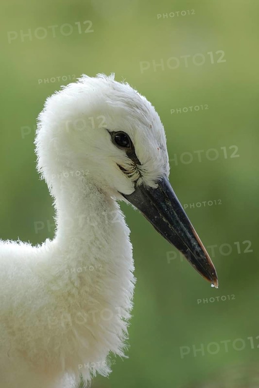 White stork, ciconia ciconia, young animal, portrait, animals, birds