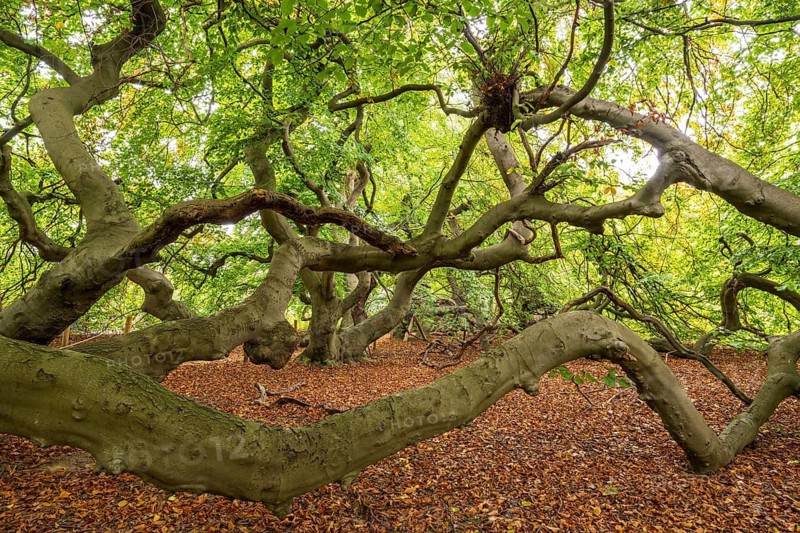 European beech (Fagus sylvatica), tree-lined avenue in Bad Nenndorf, Bad Nenndorf, Lower Saxony, Germany