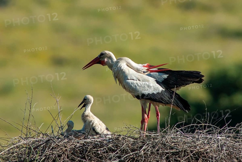 Ciconia ciconia, white stork, birds, ciconiiformes, extremadura, nest, walking birds, Spain, wading birds, stork, stork, stork, storks, birds