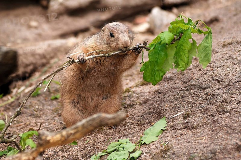 Black-tailed prairie dog, Cynomys ludovicianus, eating fresh leaves, Tierpark Nürnberg, Am Tiergarten 30, Nuremberg, Middle Franconia, Bavaria, Germany