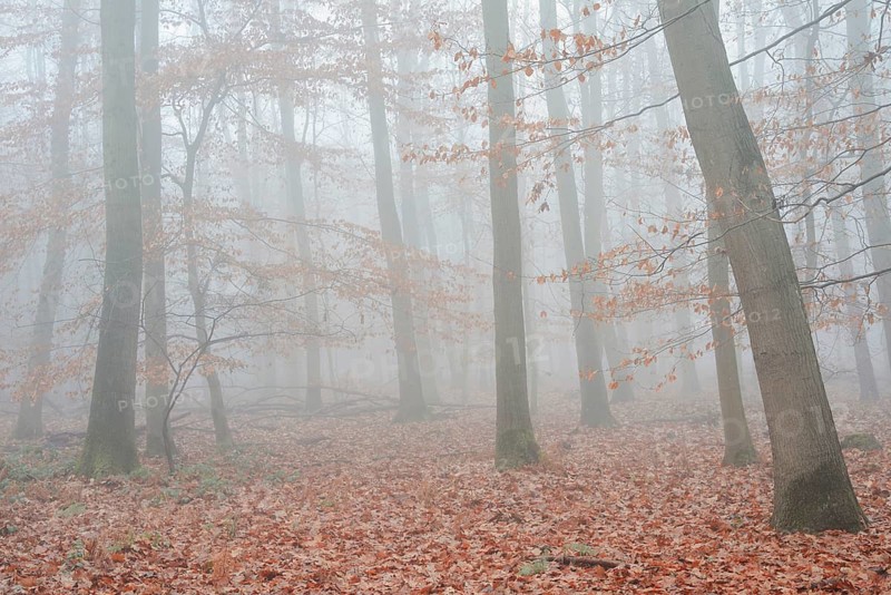 Forest with copper beeches (Fagus sylvatica) and English oaks (Quercus robur) in the morning mist, autumn, North Rhine-Westphalia, Germany