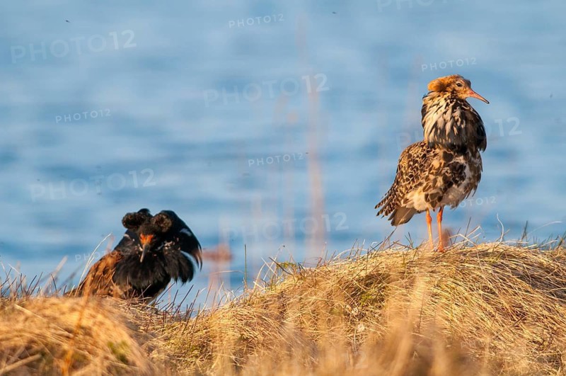 Calidris Pugnax, fighter runner, Norway, Philomachus Pugnax, ruff, varanger, courtship, courtship behavior, birds, charadriiformes, courtship display, limikolen, male, snipe birds, scolopacidae, birds, waders, waders, waders
