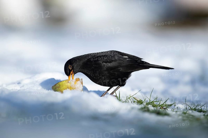 Eurasian blackbird (Turdus merula) adult male garden bird feeding on fruit on a snow covered lawn in winter, England, United Kingdom