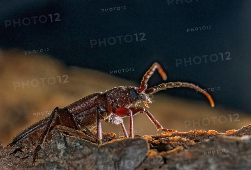 Arhopalus tristis, burnt pine longhorn beetle, pits spec.1, beetle, longhorn beetle, coleoptera, insects, beetles, leo