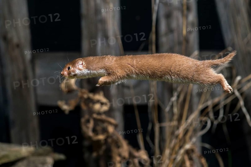 Carnivora, least weasel, mouse weasel, mustela nivalis, predators, bolt, mammals, raptors, jump, mammals