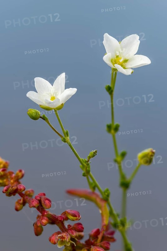 Knotty broiler herb, sagina nodosa, flora, high size, vertical format, knotted pearl word, plants
