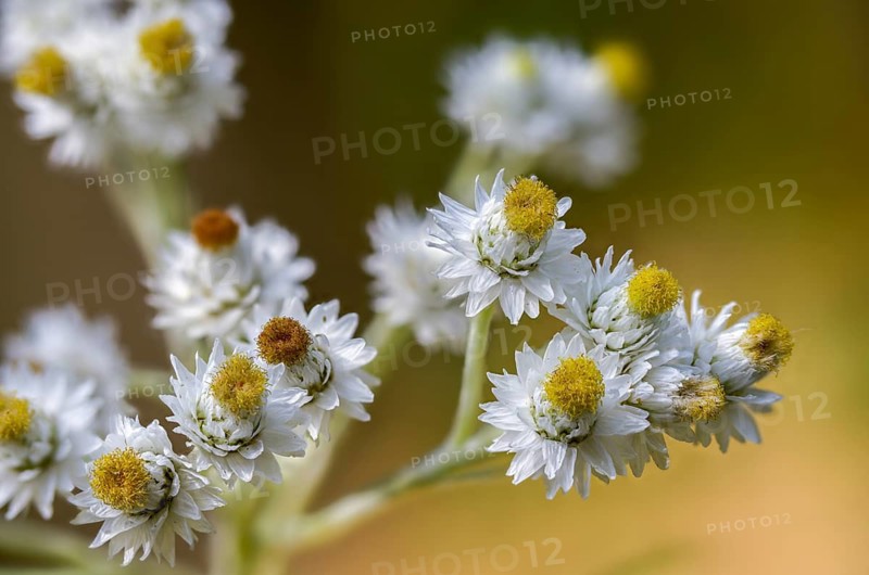Anaphalis margaritacea, large pearl flower, large flowered pearl basket, neophyte, pearly everlasting, pearl flower, pearlwort, silver immortelle, flora, plants, western pearly everlasting