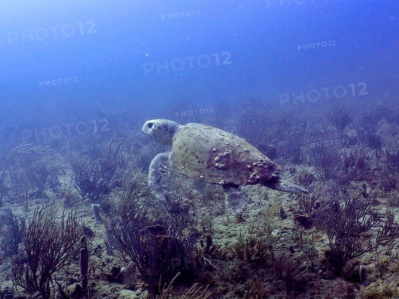 A loggerhead sea turtle (Caretta caretta) glides over a reef in the depths of the ocean, at the Breakers dive site, Palm Beach, Florida, USA