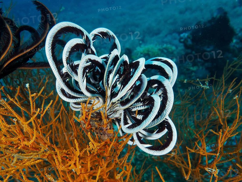 A black-and-white Bennett's hair star (Anneissia bennetti) on orange-coloured corals underwater, at the Close Encounters dive site, Permuteran, Bali, Indonesia